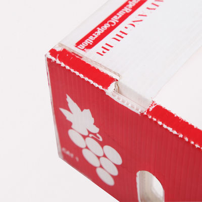 كورفلوت Fresh Produc كرتون صناديق كوروبلاست Kiwi Fruit Packing Box