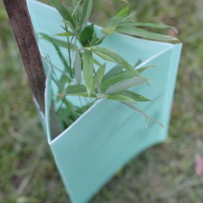 2mm كورفلوت المموج شجرة الحرس مثلث البلاستيك شجرة جذع حماة