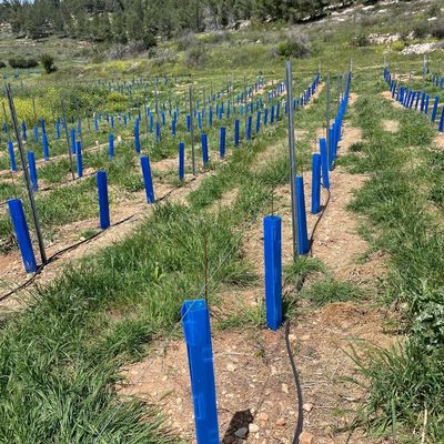 واقي شجرة من الكورفلوت مناسب للبستانيين وأصحاب المناظر الطبيعية ومشاتل الأشجار الذين يبحثون عن أنابيب حماية شتلات متينة