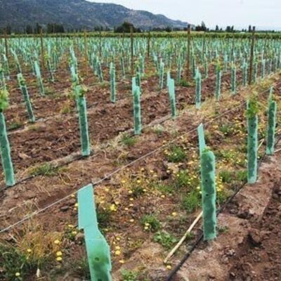 يتميز PP Tree Guard بأنه خفيف الوزن ومتين ومقاوم للماء وسهل التركيب. إنه يحمي الأشجار الصغيرة من الرياح والحيوانات والأضرار، بأحجام وألوان وسمك وتصميمات قابلة للتخصيص.